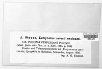 Puccinia recondita image
